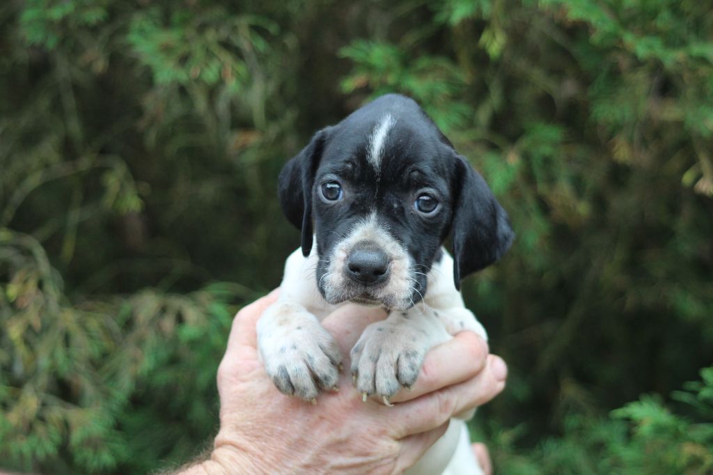 du reve d'alice - Chiot disponible  - Pointer