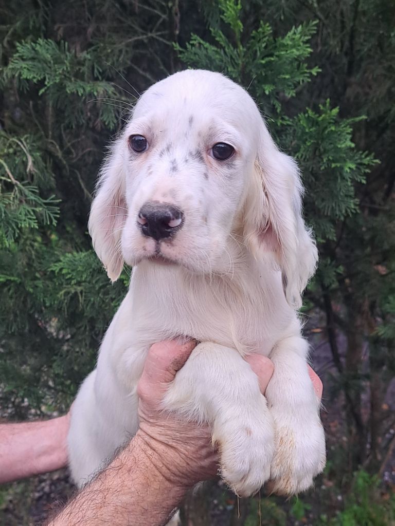 du reve d'alice - Chiot disponible  - Setter Anglais