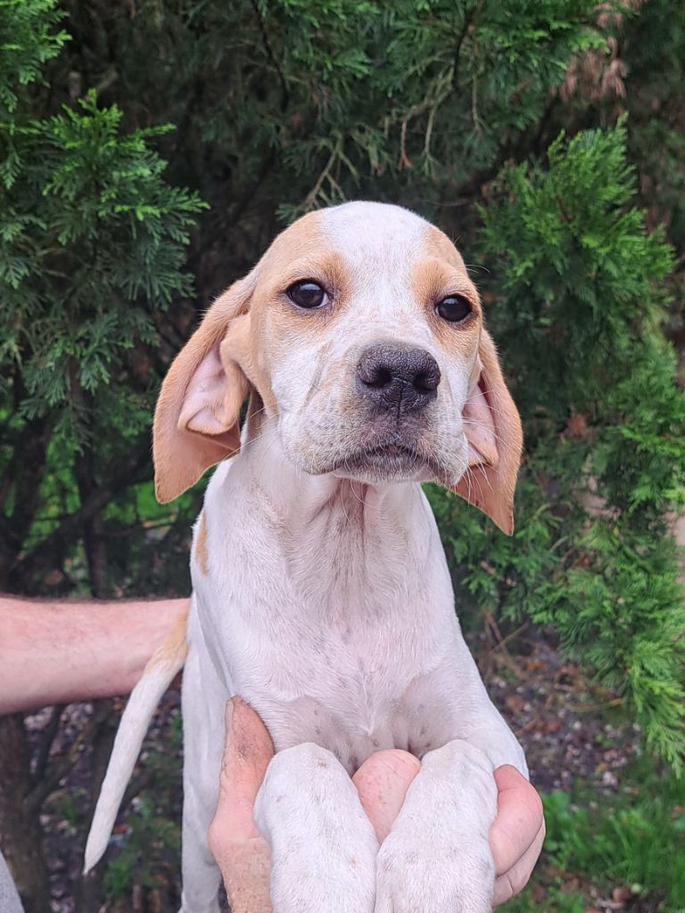 du reve d'alice - Chiot disponible  - Pointer