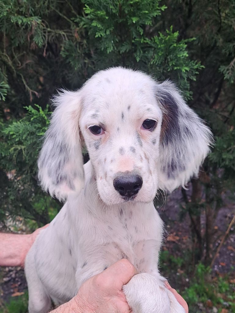 du reve d'alice - Chiot disponible  - Setter Anglais