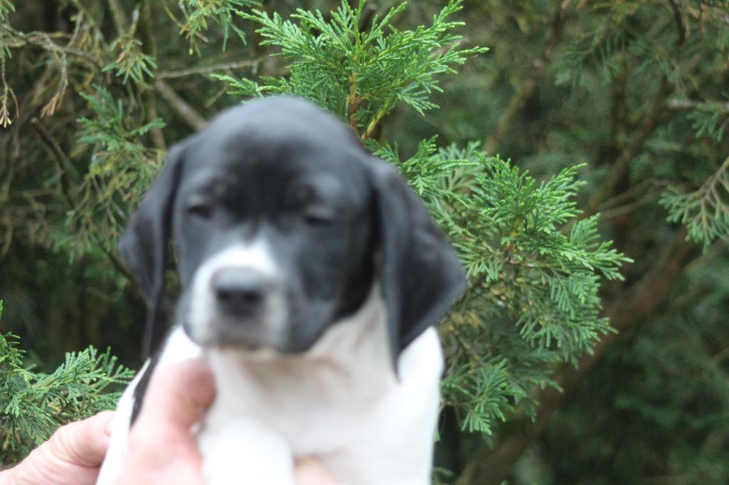 du reve d'alice - Chiot disponible  - Pointer