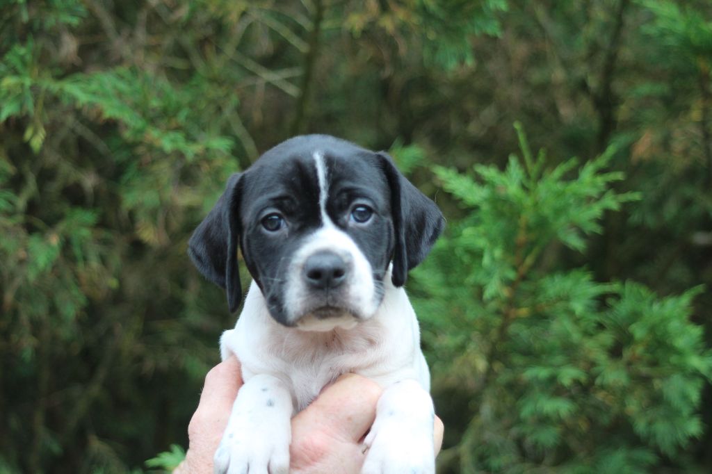 du reve d'alice - Chiot disponible  - Pointer