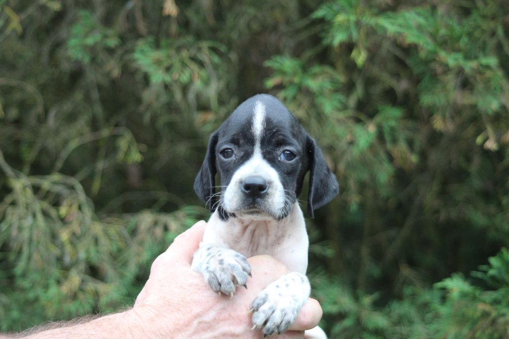 du reve d'alice - Chiot disponible  - Pointer