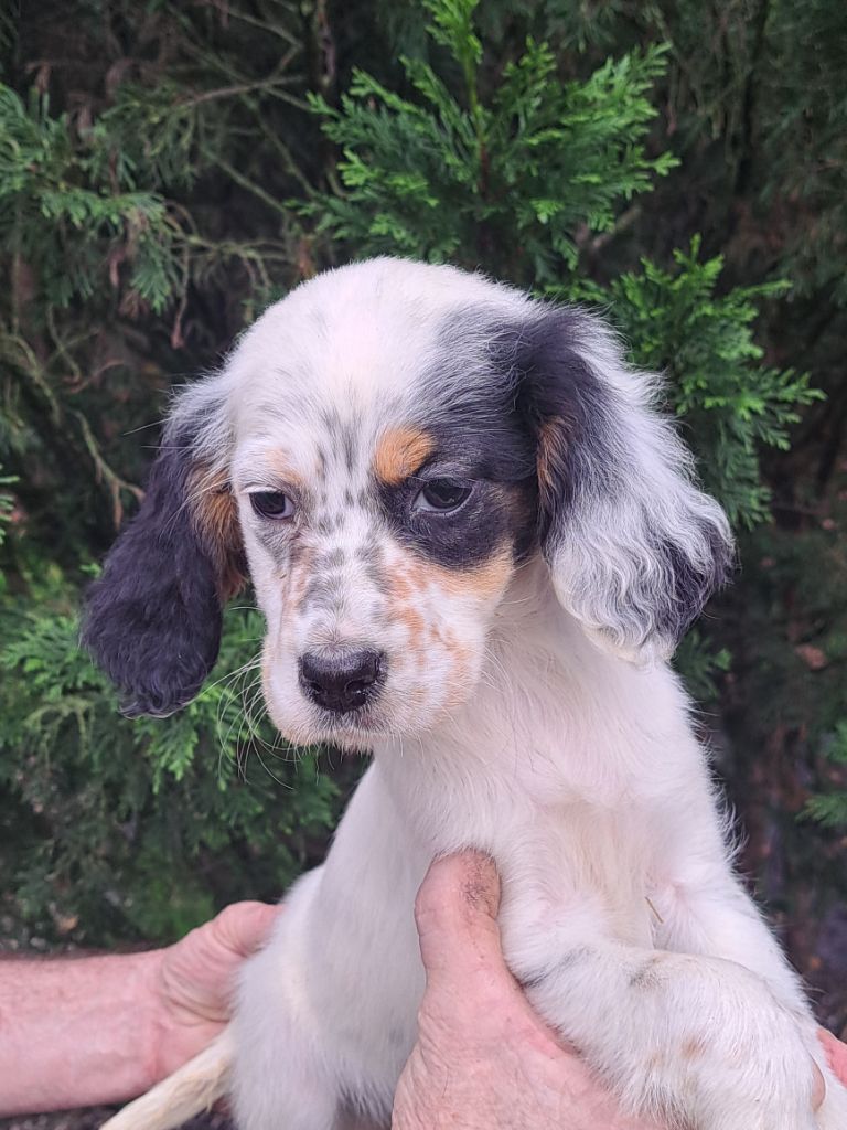 du reve d'alice - Chiot disponible  - Setter Anglais