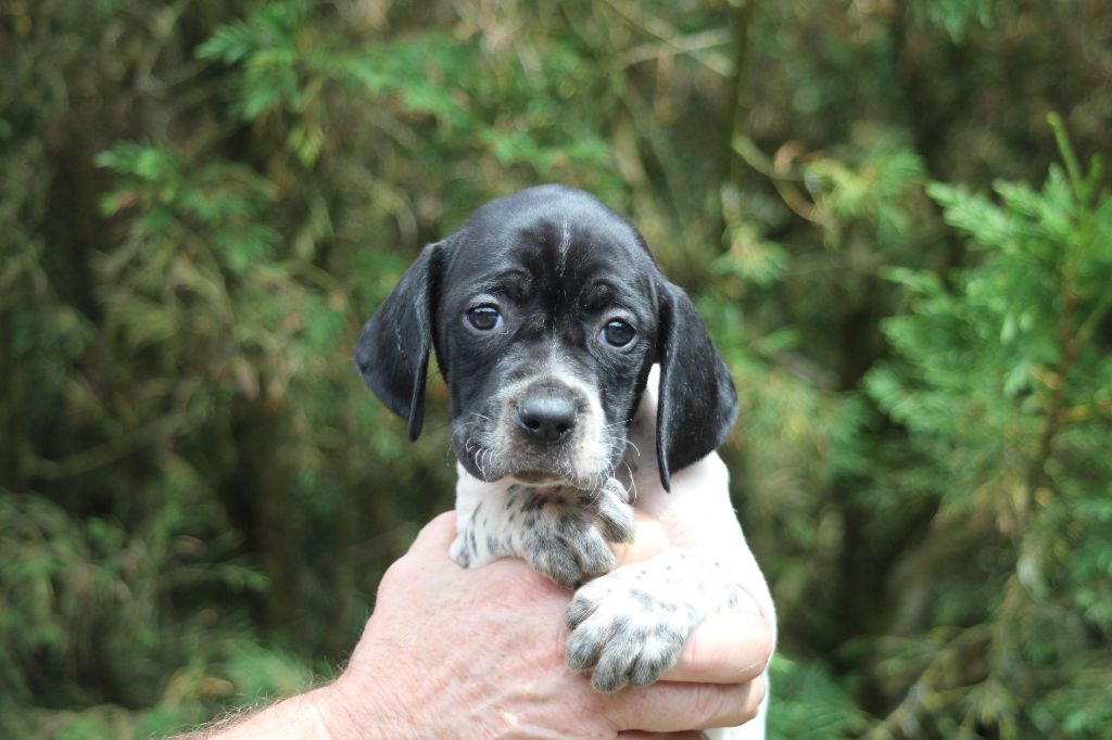 du reve d'alice - Chiot disponible  - Pointer