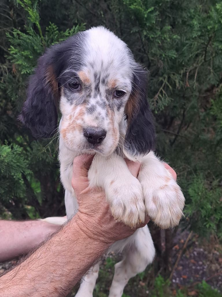 du reve d'alice - Chiot disponible  - Setter Anglais