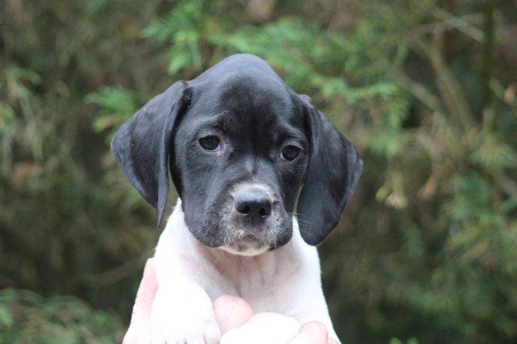 du reve d'alice - Chiot disponible  - Pointer