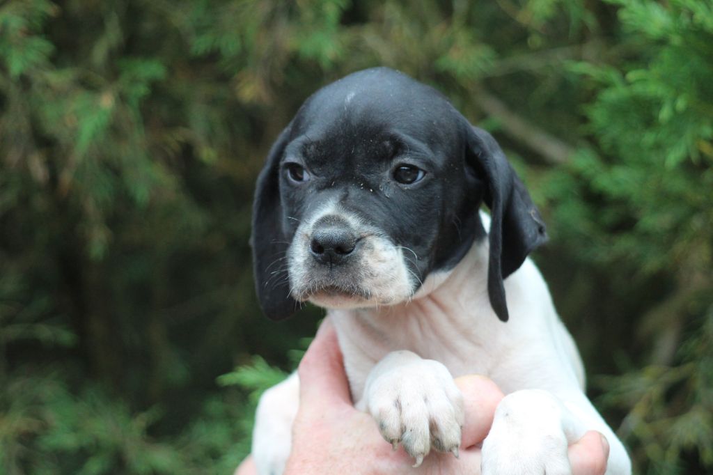 du reve d'alice - Chiot disponible  - Pointer