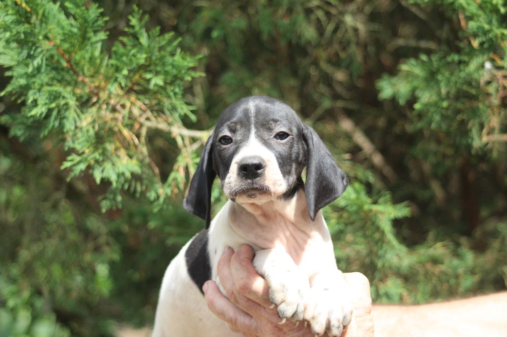 du reve d'alice - Chiots disponibles - Pointer