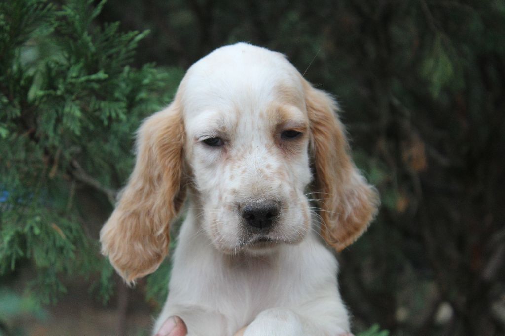 du reve d'alice - Chiots disponibles - Setter Anglais