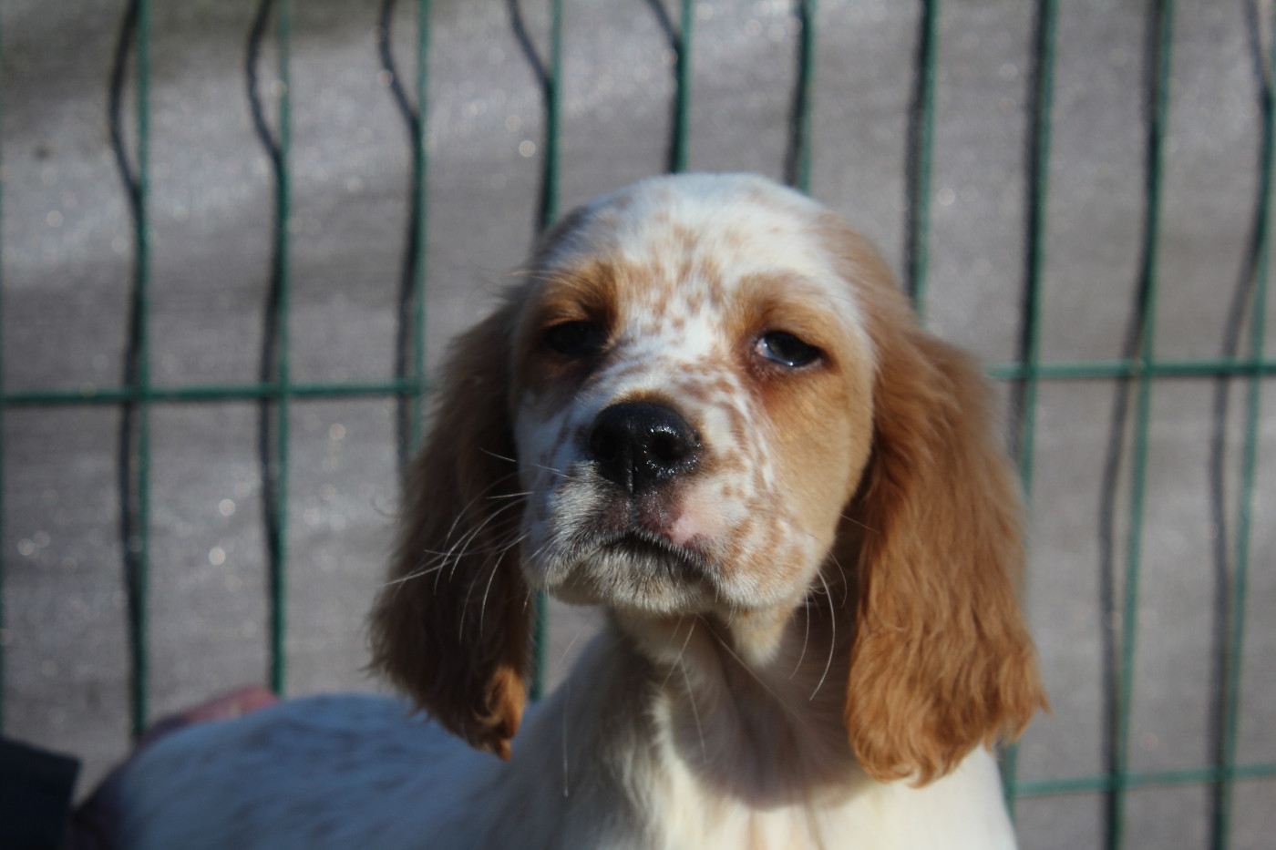 du reve d'alice - Chiots disponibles - Setter Anglais