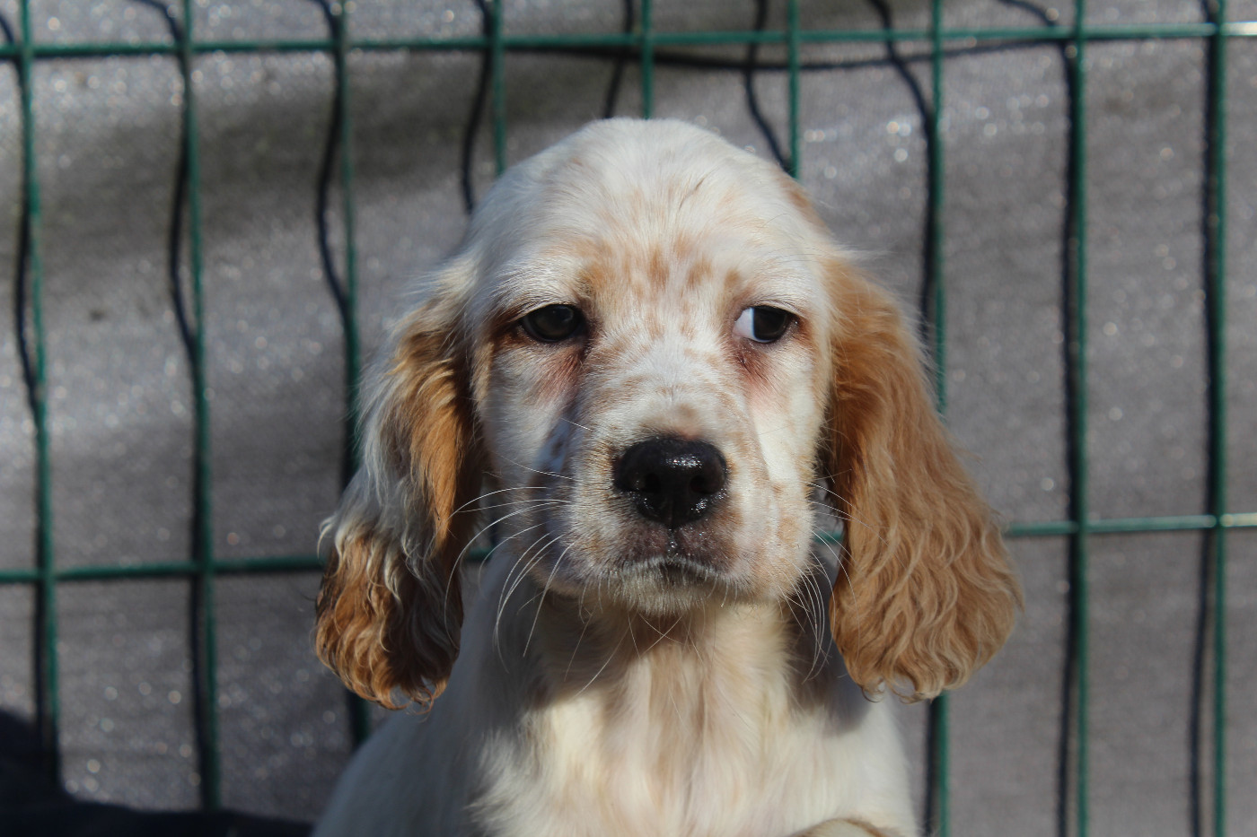 du reve d'alice - Chiots disponibles - Setter Anglais