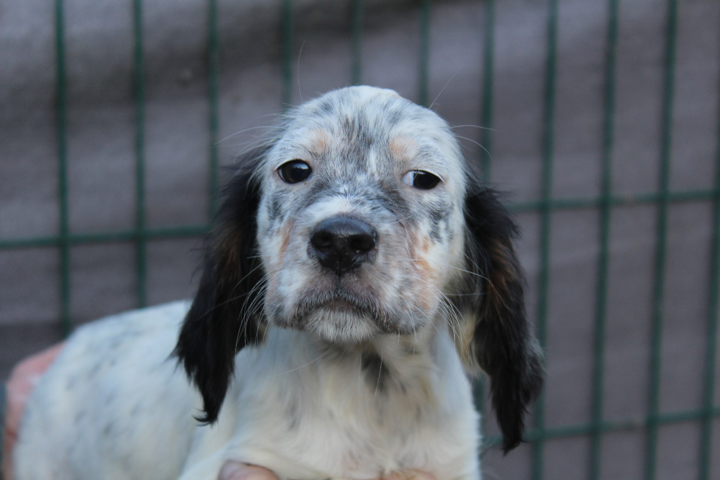 du reve d'alice - Chiots disponibles - Setter Anglais