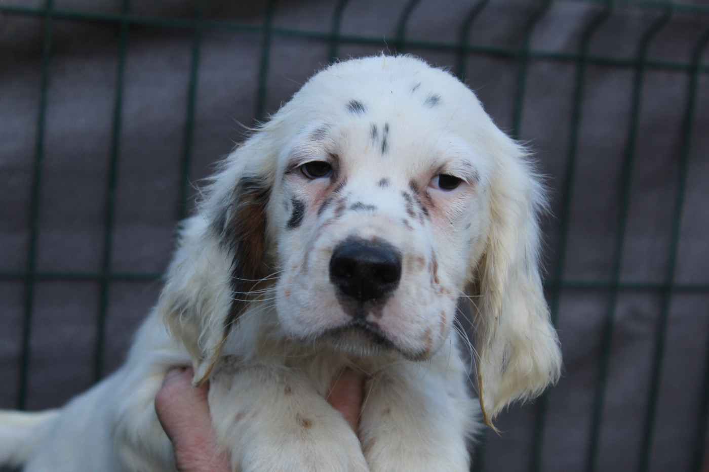 du reve d'alice - Chiots disponibles - Setter Anglais