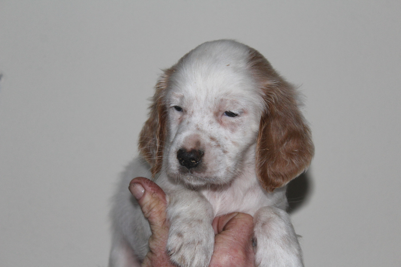 du reve d'alice - Chiots disponibles - Setter Anglais