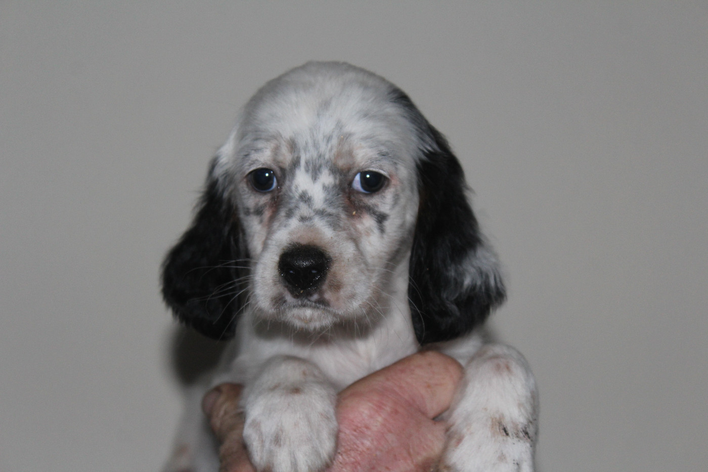 du reve d'alice - Chiots disponibles - Setter Anglais