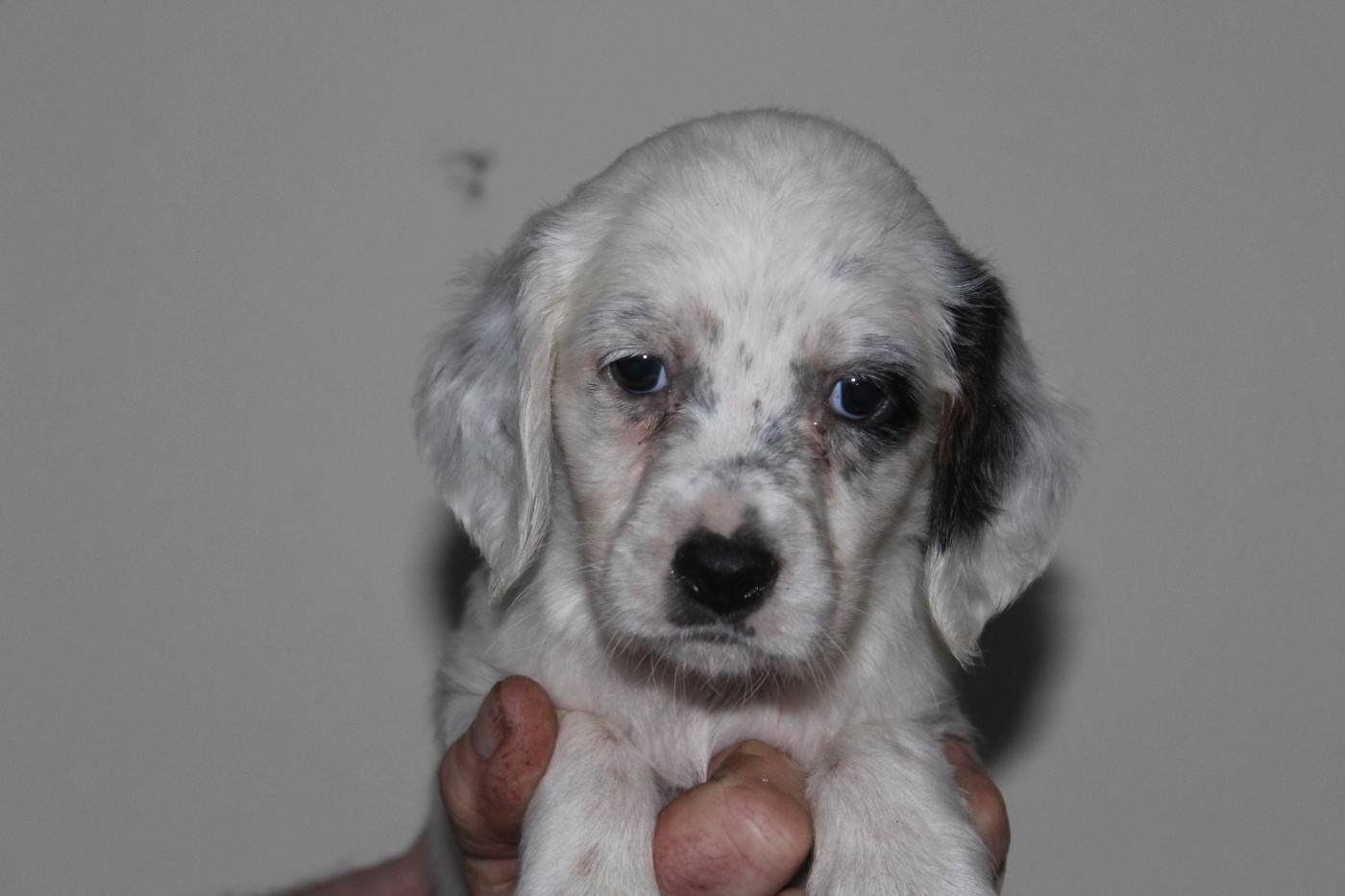 du reve d'alice - Chiots disponibles - Setter Anglais
