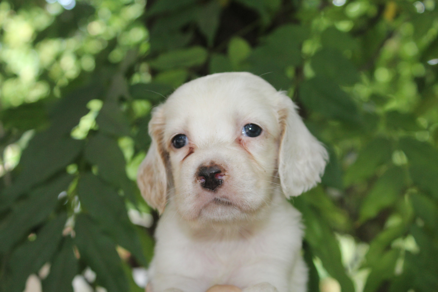 du reve d'alice - Chiots disponibles - Setter Anglais