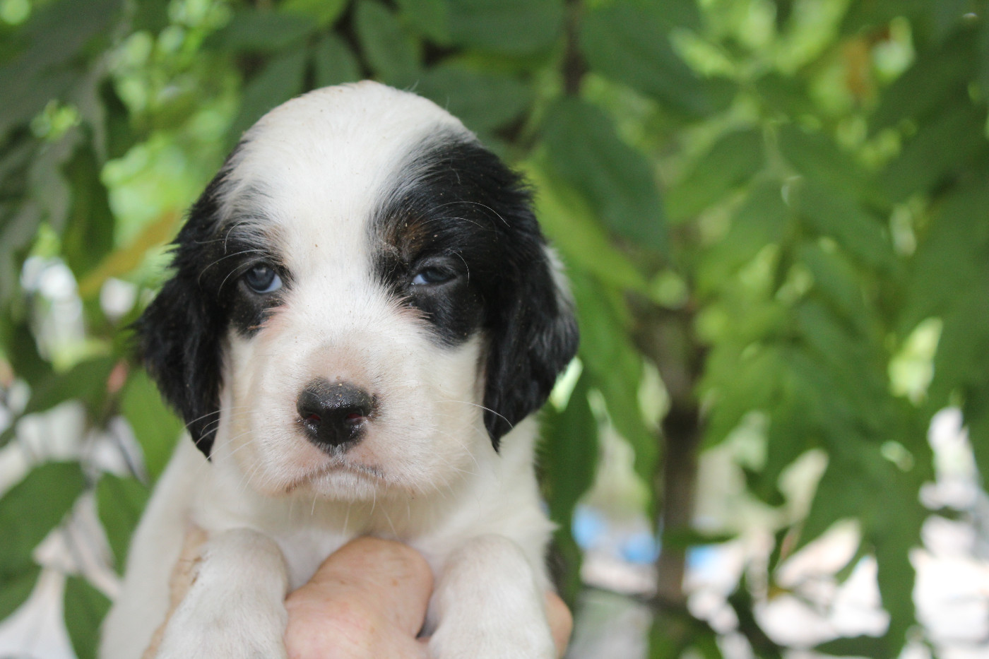 du reve d'alice - Chiots disponibles - Setter Anglais
