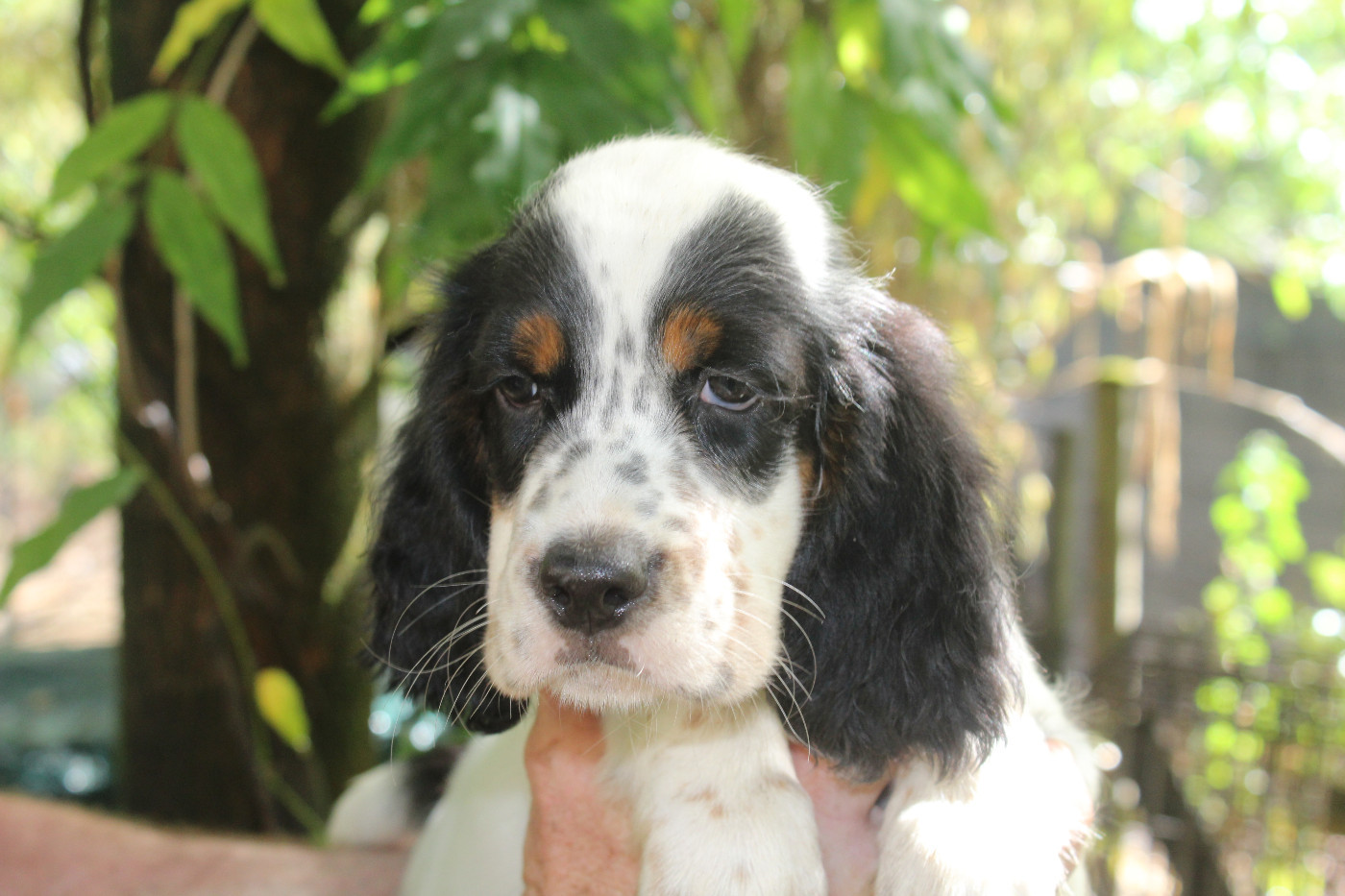 du reve d'alice - Chiots disponibles - Setter Anglais