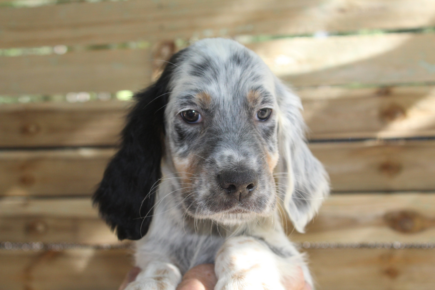 du reve d'alice - Chiots disponibles - Setter Anglais