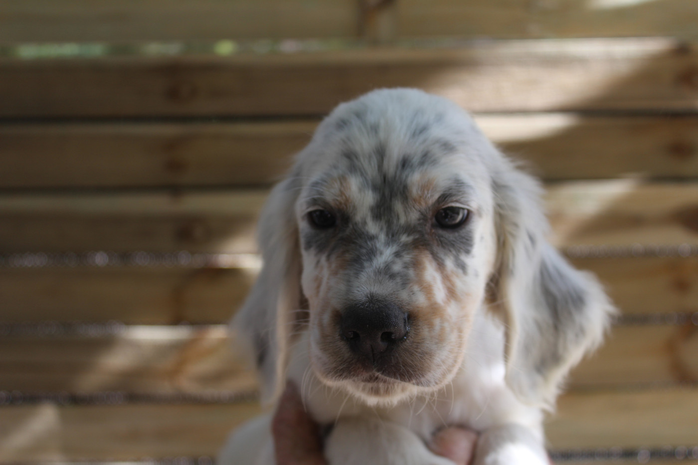 du reve d'alice - Chiots disponibles - Setter Anglais