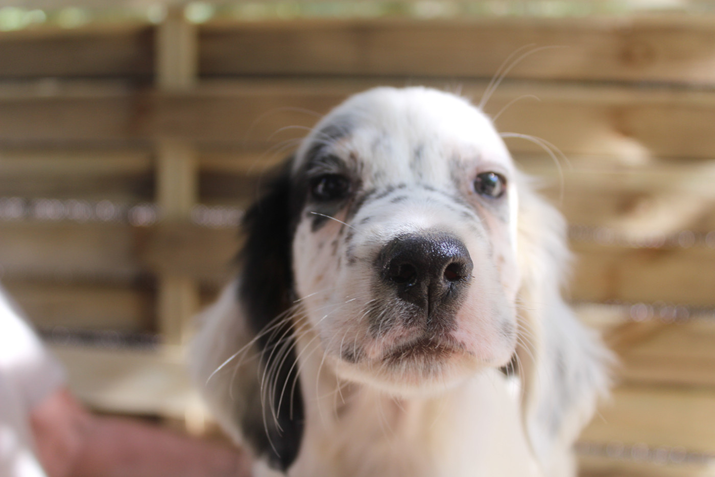 du reve d'alice - Chiots disponibles - Setter Anglais