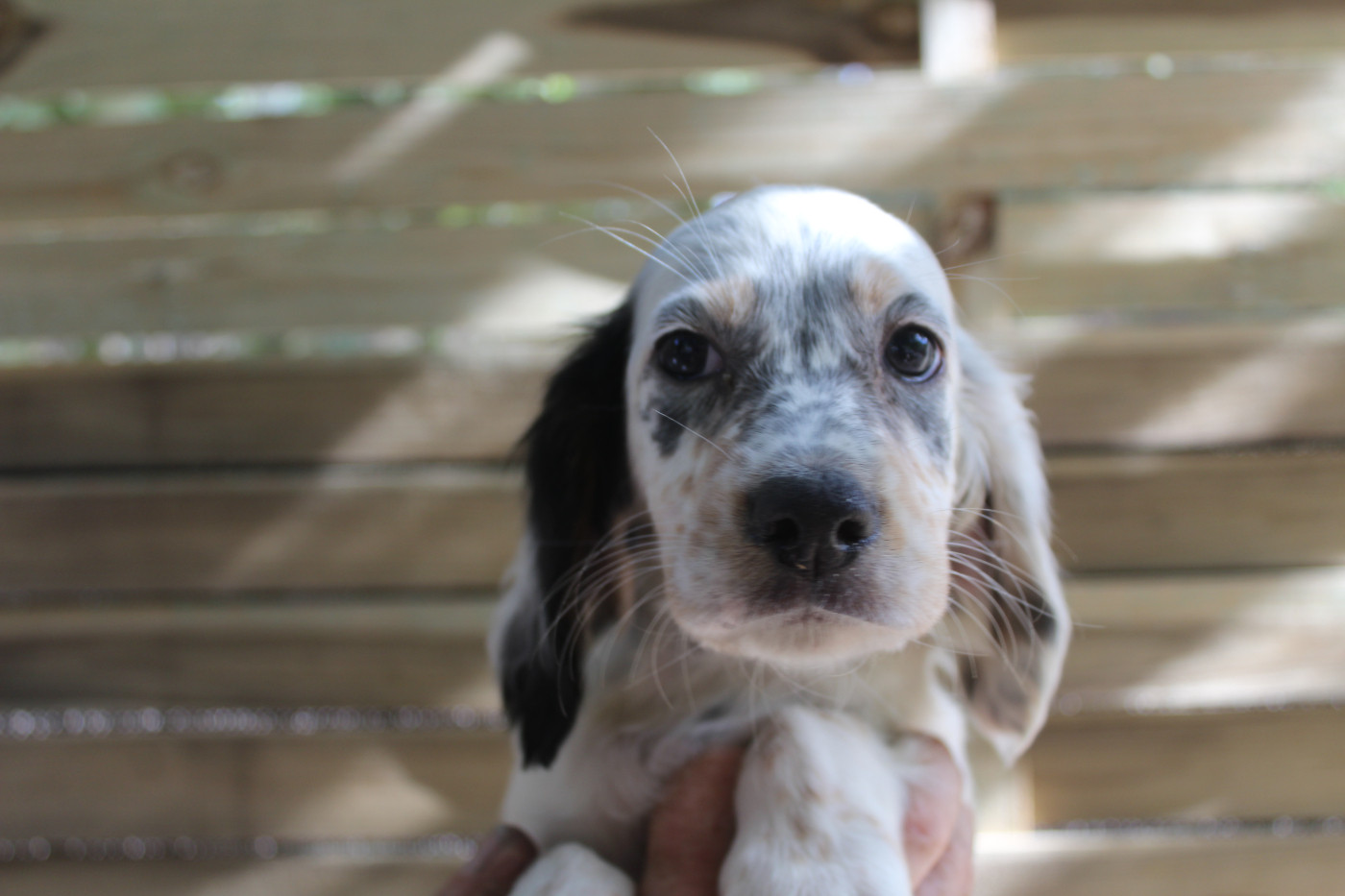 du reve d'alice - Chiots disponibles - Setter Anglais