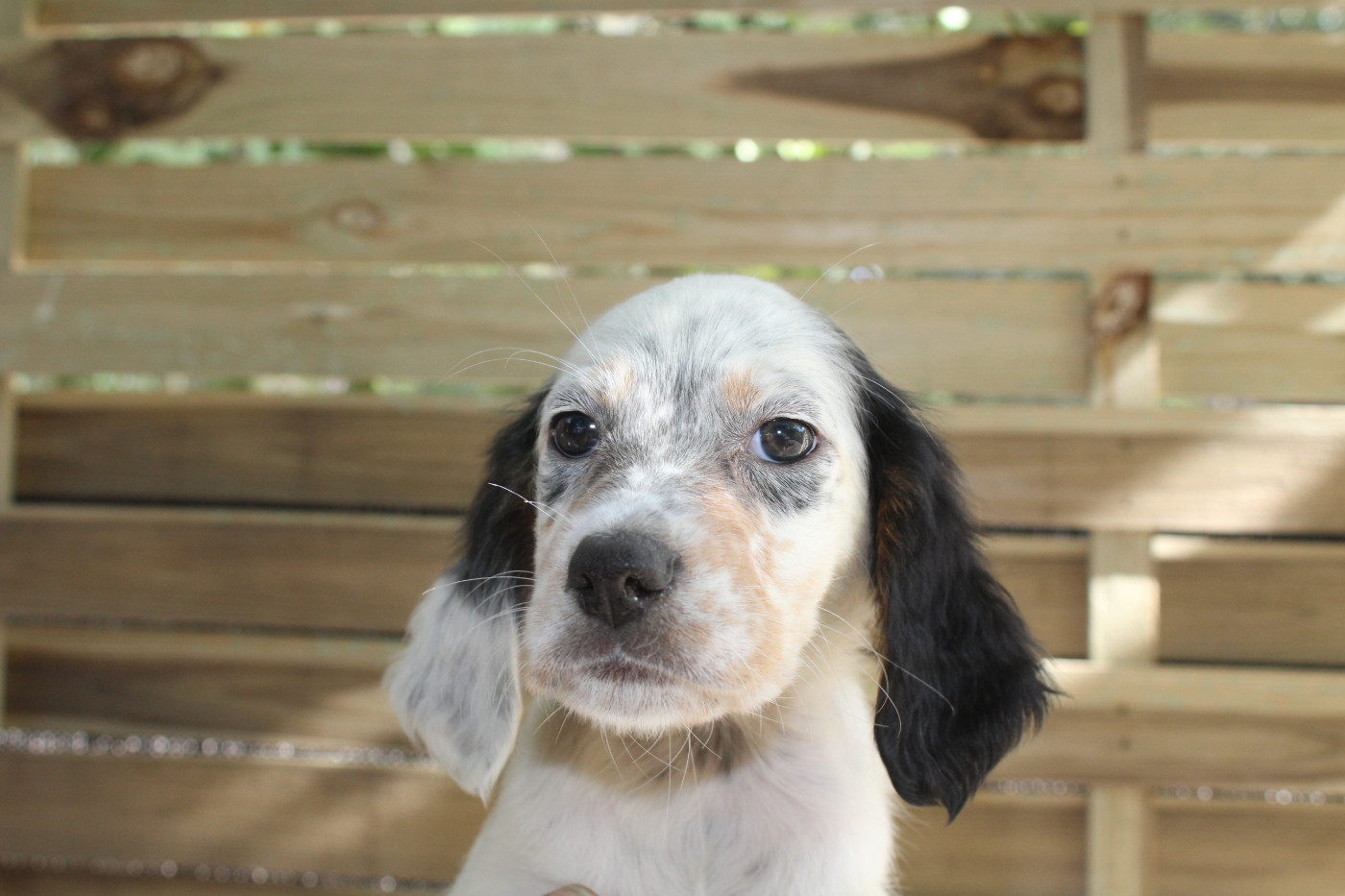 du reve d'alice - Chiots disponibles - Setter Anglais