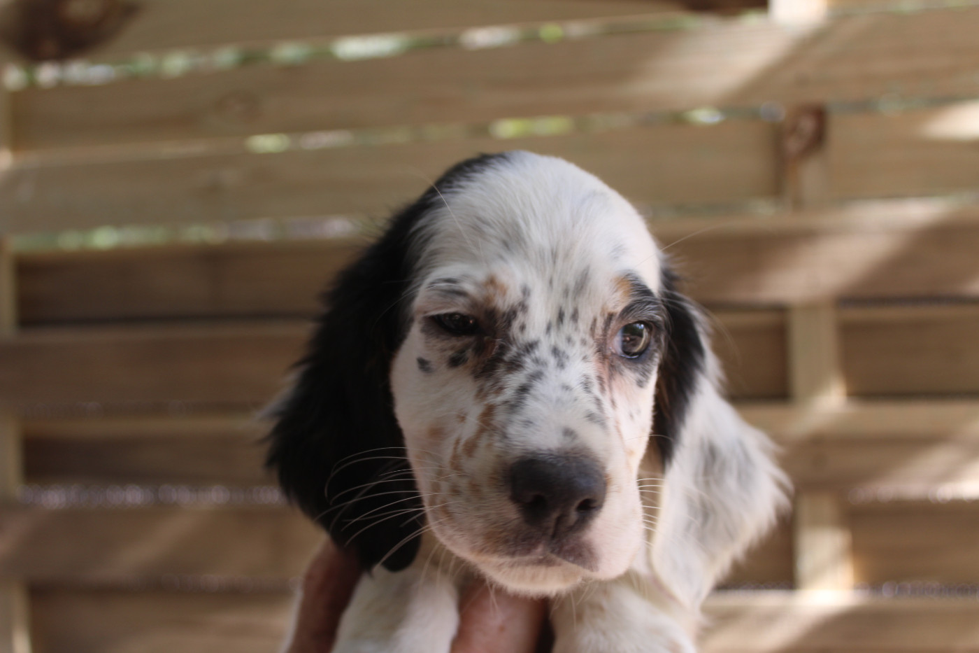 du reve d'alice - Chiots disponibles - Setter Anglais