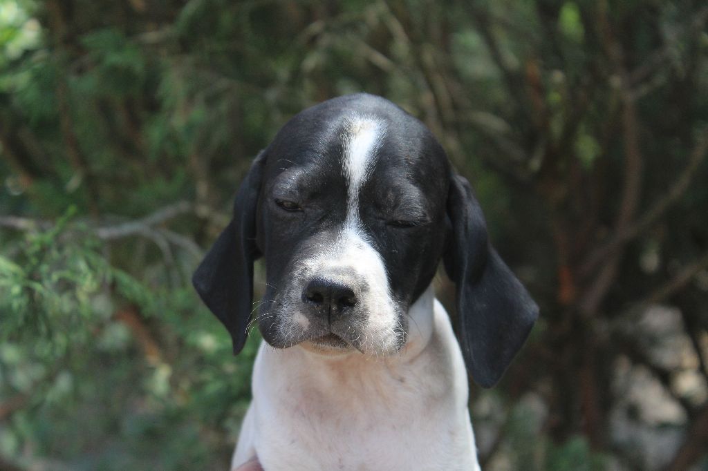 du reve d'alice - Chiots disponibles - Pointer