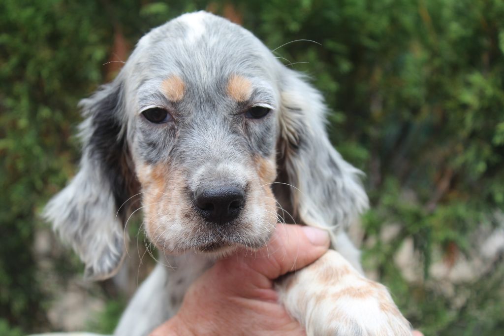 CHIOT 8