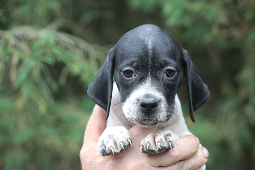 du reve d'alice - Chiots disponibles - Pointer
