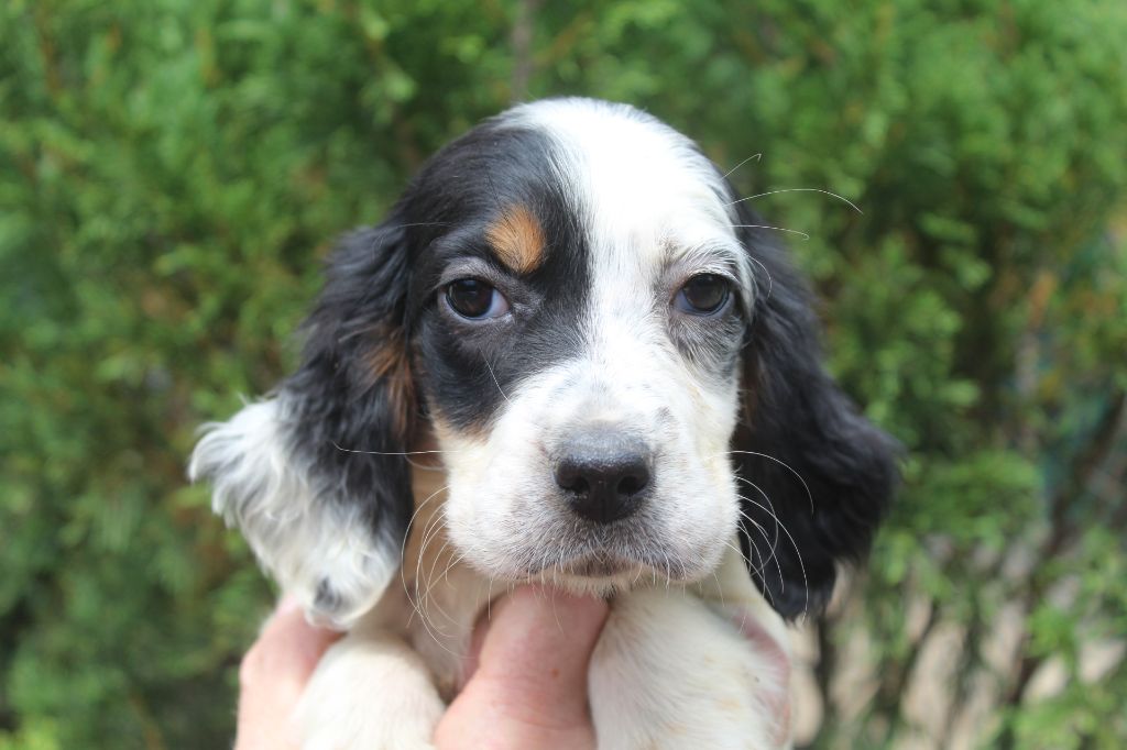 CHIOT 5