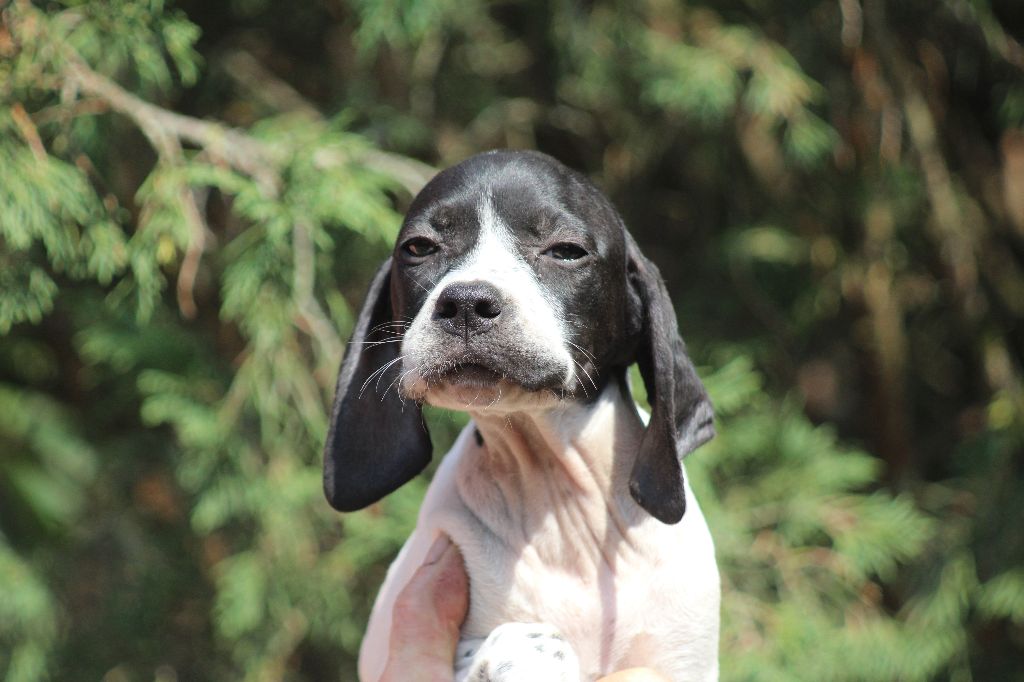 du reve d'alice - Chiots disponibles - Pointer