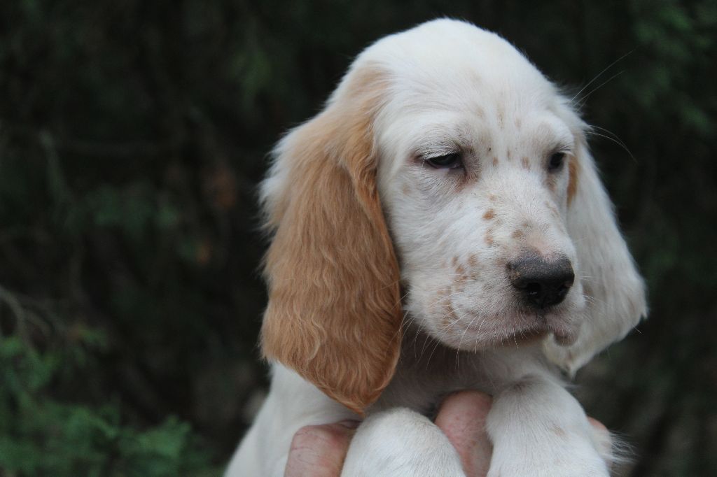 du reve d'alice - Chiots disponibles - Setter Anglais