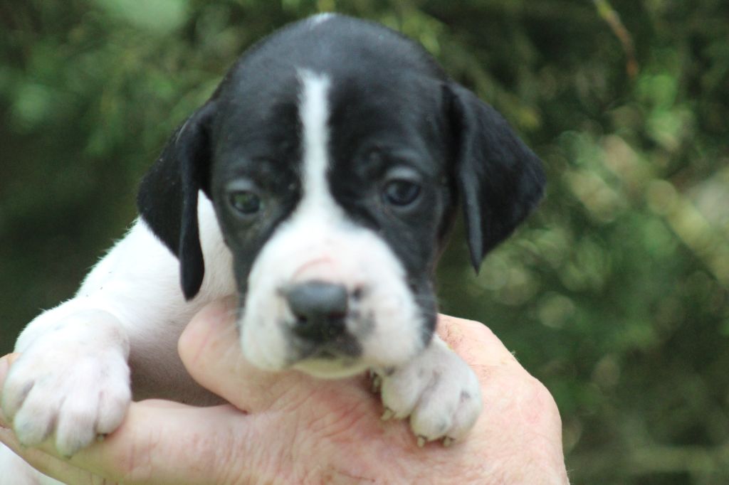 du reve d'alice - Chiots disponibles - Pointer