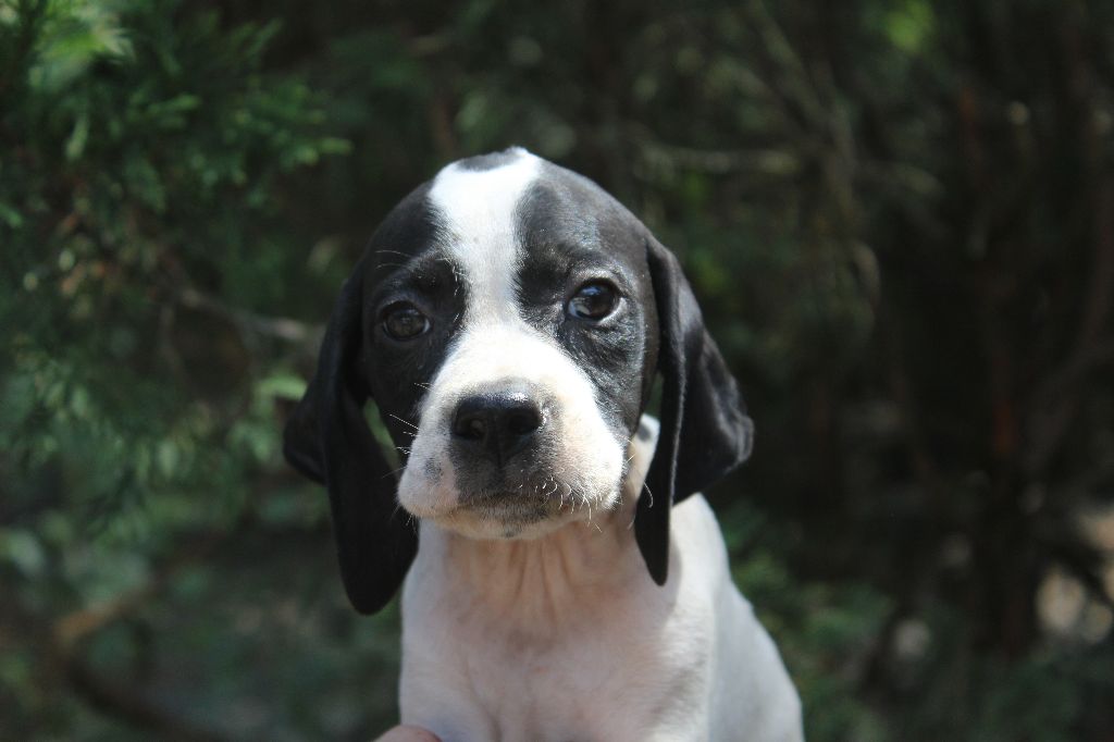 du reve d'alice - Chiots disponibles - Pointer