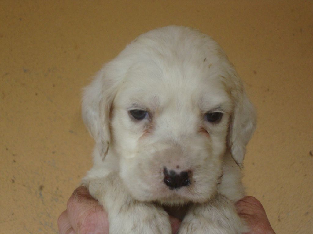 du reve d'alice - Setter Anglais - Portée née le 10/12/2020