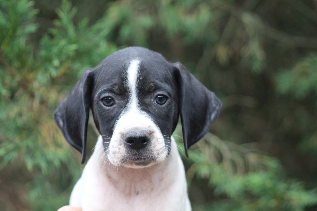 du reve d'alice - Chiots disponibles - Pointer