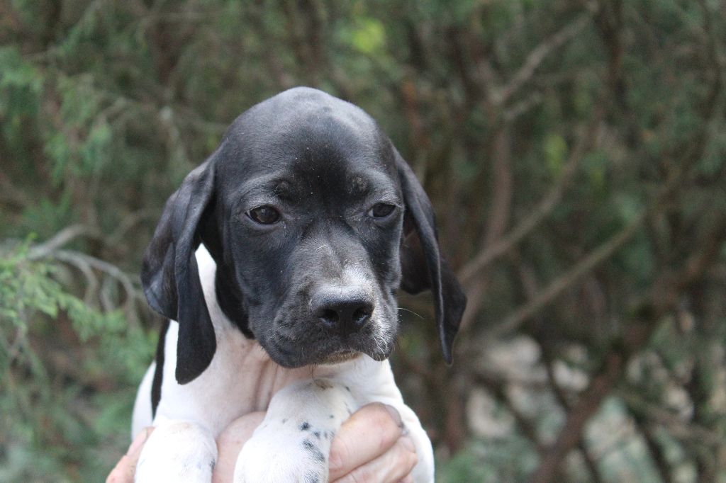 CHIOT 7