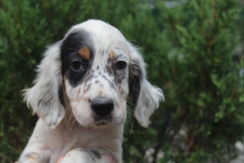 CHIOT 2