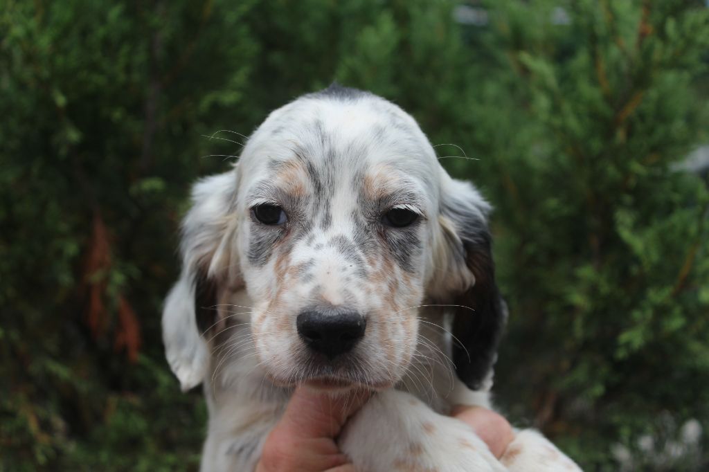 CHIOT 1