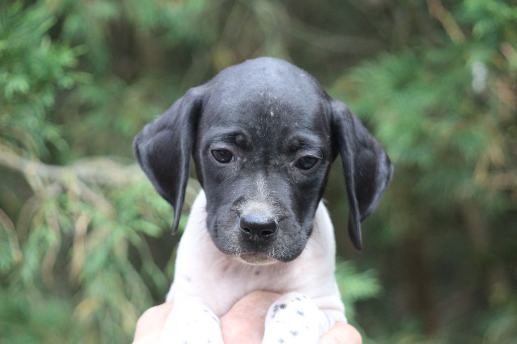 du reve d'alice - Chiots disponibles - Pointer