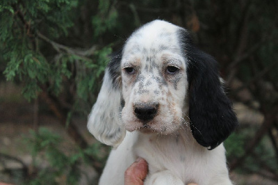 CHIOT 1