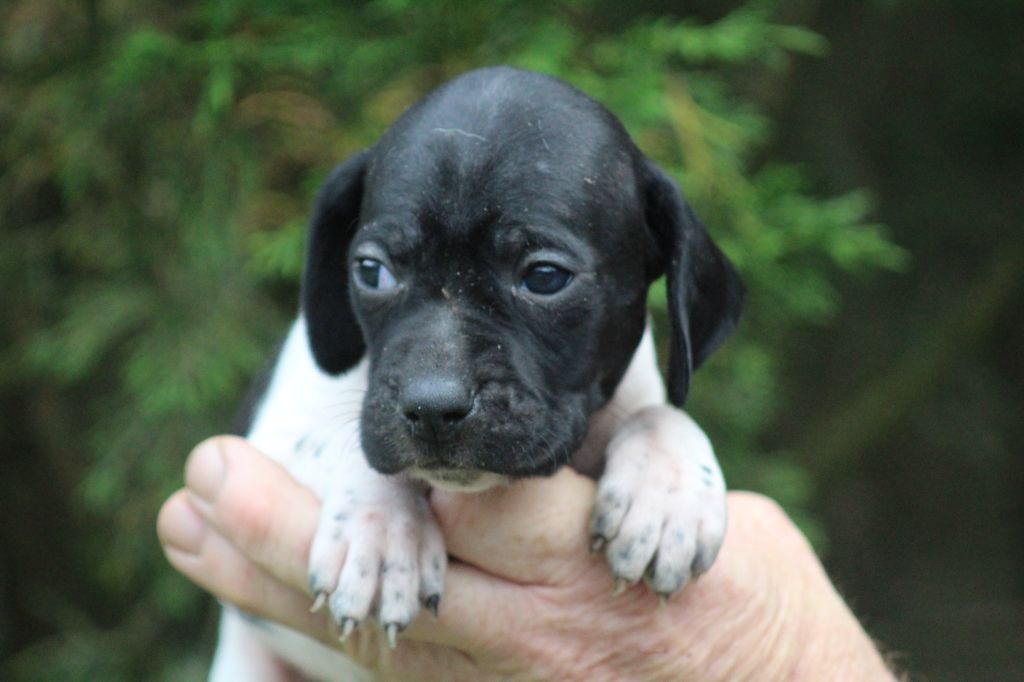 du reve d'alice - Chiots disponibles - Pointer