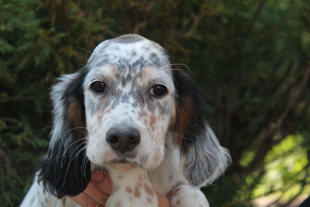 CHIOT 1