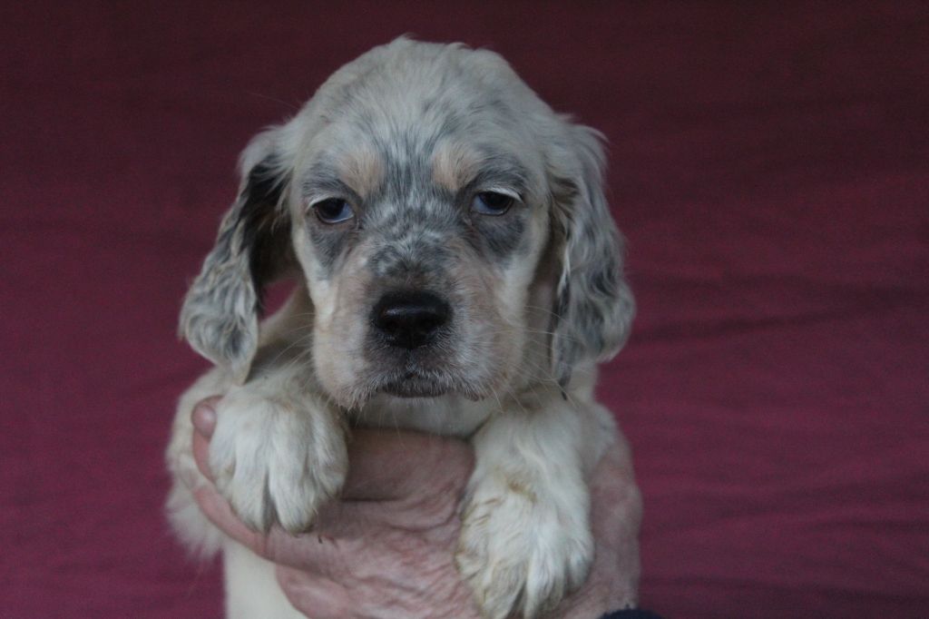 du reve d'alice - Setter Anglais - Portée née le 08/11/2021