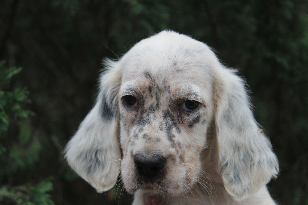 du reve d'alice - Chiots disponibles - Setter Anglais