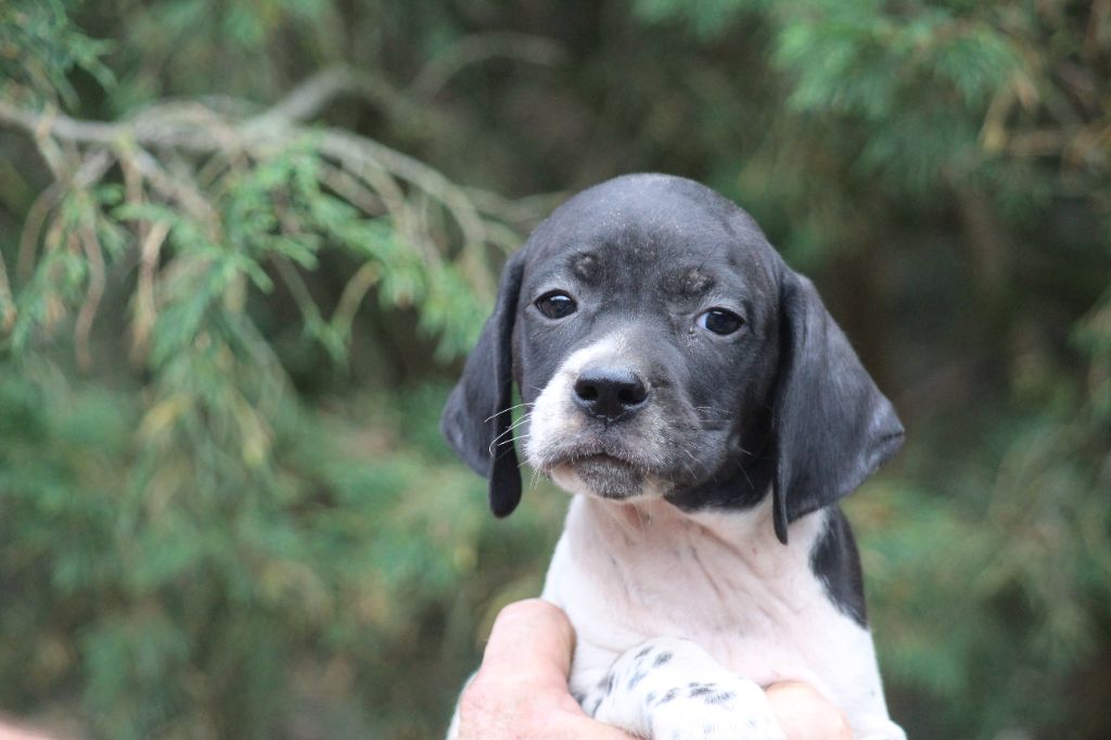 du reve d'alice - Chiots disponibles - Pointer